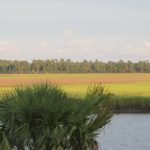 South Carolina Marsh